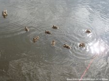2008.06.18 - Żagle