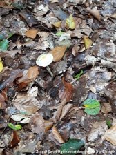 2018.10.05 - Biologia - Warsztaty terenowe