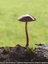 2022.09.28-29 - Grzyby Bażantarni - warsztaty terenowe